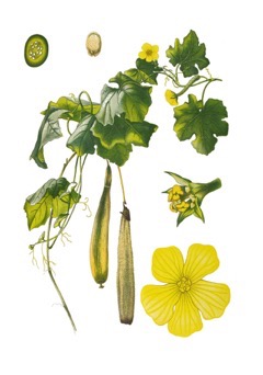 Luffa aegyptiaca Loofah Luffa aegyptiaca Loofah